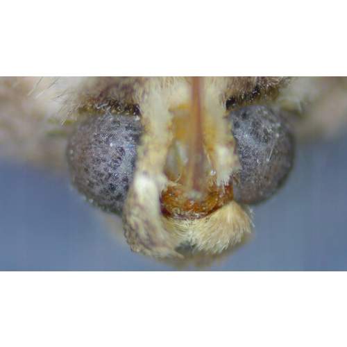 CYFROWA KAMERA DO MIKROSKOPÓW FULLHD 1080P 38MP 2K