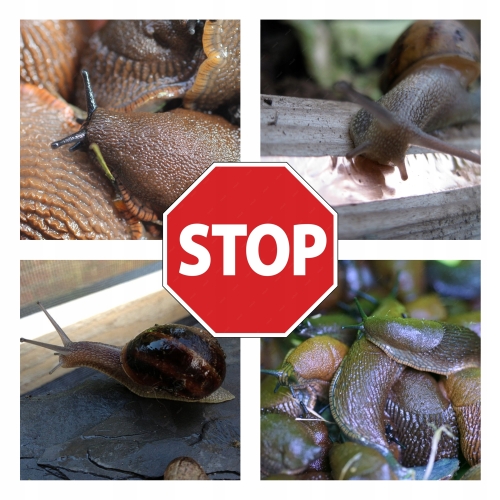 TAŚMA OCHRONNA MIEDZIANA SAMOPRZYLEPNA 100mm 30m